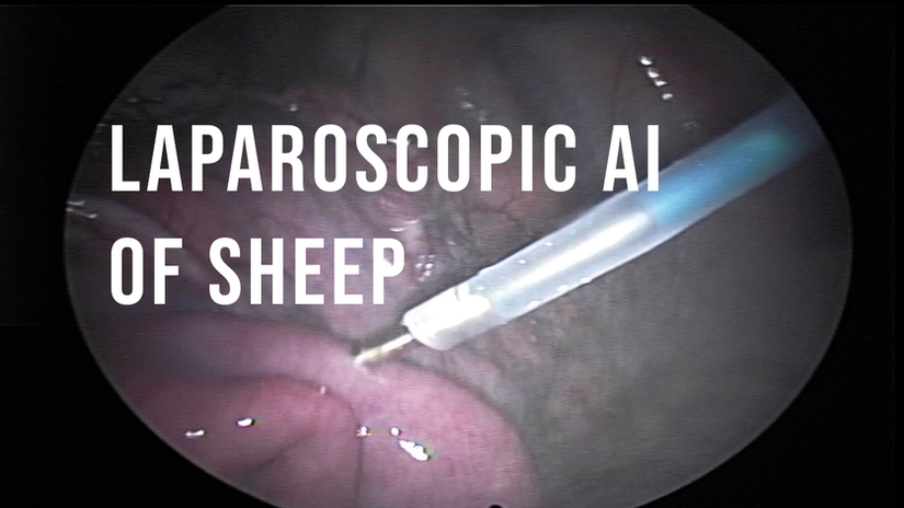Laparoscopic AI of sheep